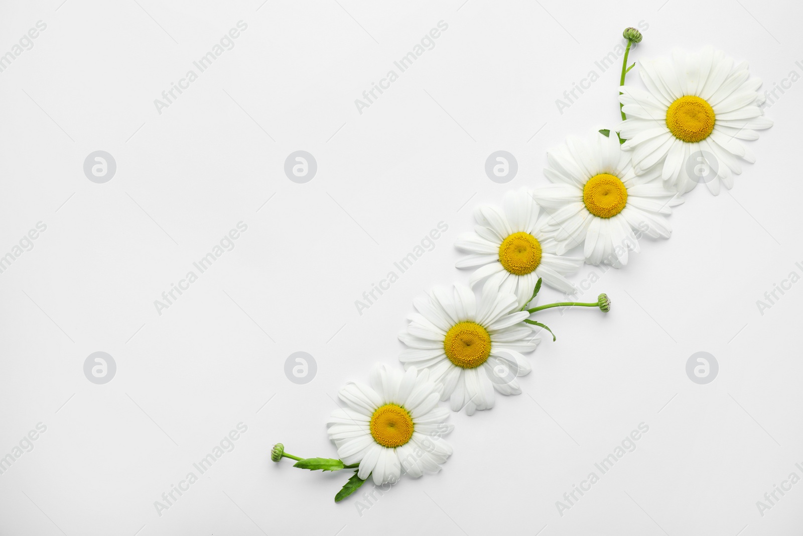 Image of Beautiful chamomile flowers on white background, top view