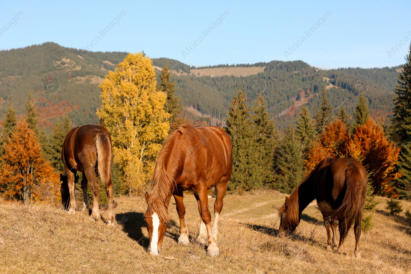 Photo of Beautiful horses grazing in mountains on sunny day