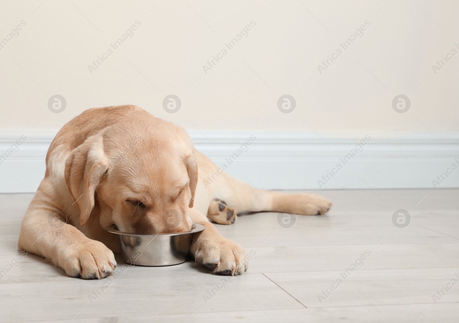 Photo of Cute yellow labrador retriever puppy eating from bowl on floor indoors. Space for text