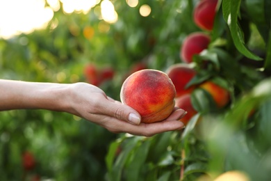 Photo of Woman holding fresh ripe peach in garden, closeup view