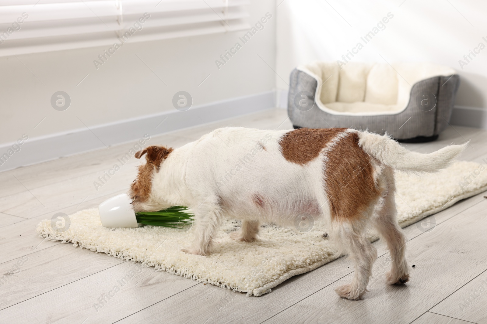 Photo of Cute dog near overturned houseplant on rug indoors