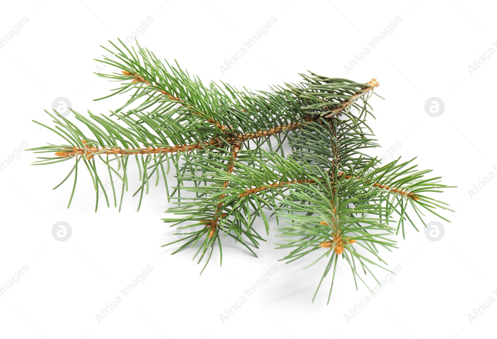 Photo of Branch of Christmas tree on white background