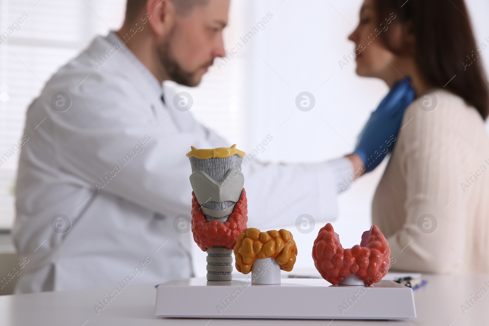 Photo of Doctor examining thyroid gland of patient in hospital, focus on organ models