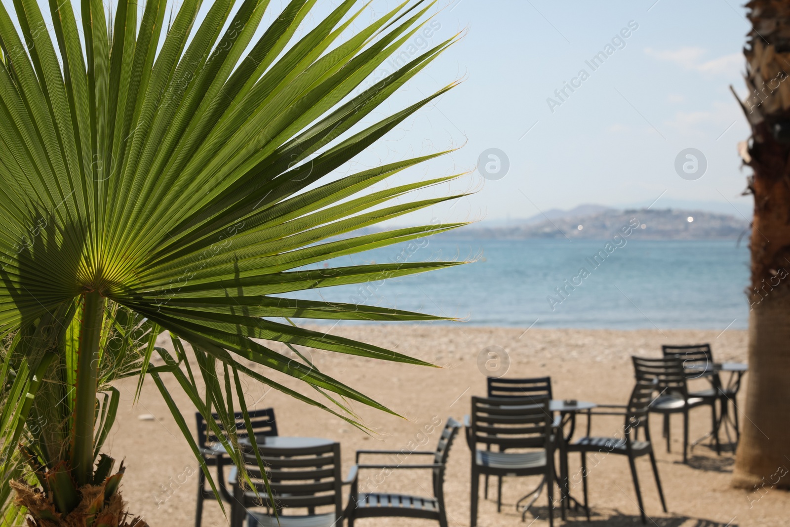 Photo of Beautiful palm tree with green leaves on beach, closeup. Space for text