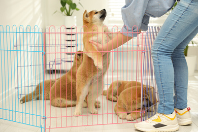 Photo of Woman near playpen with Akita Inu puppies indoors. Baby animals