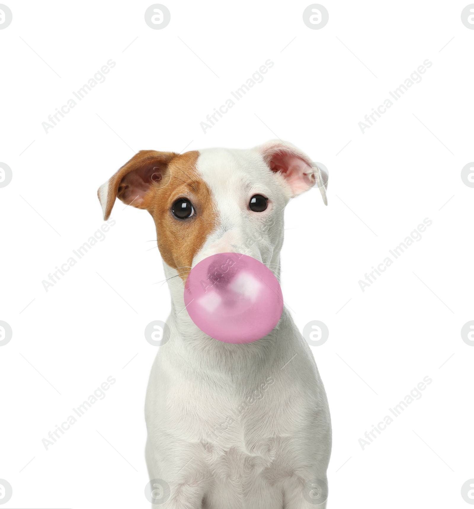 Image of Cute Jack Russell Terrier dog blowing bubble gum on white background