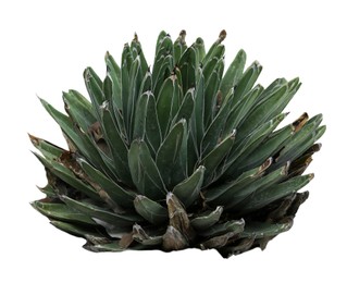 Image of Beautiful green agave on white background. Succulent plant