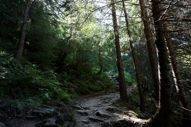 Picturesque view of pathway in beautiful coniferous forest