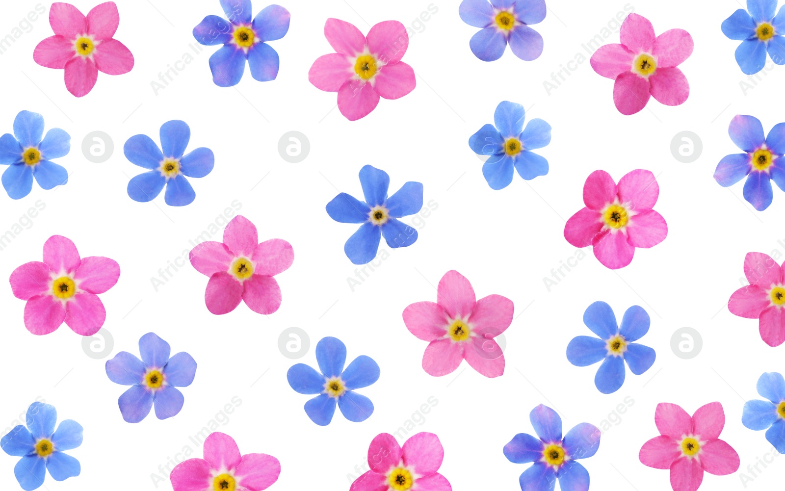 Image of Set with beautiful tender forget me not flowers on white background 