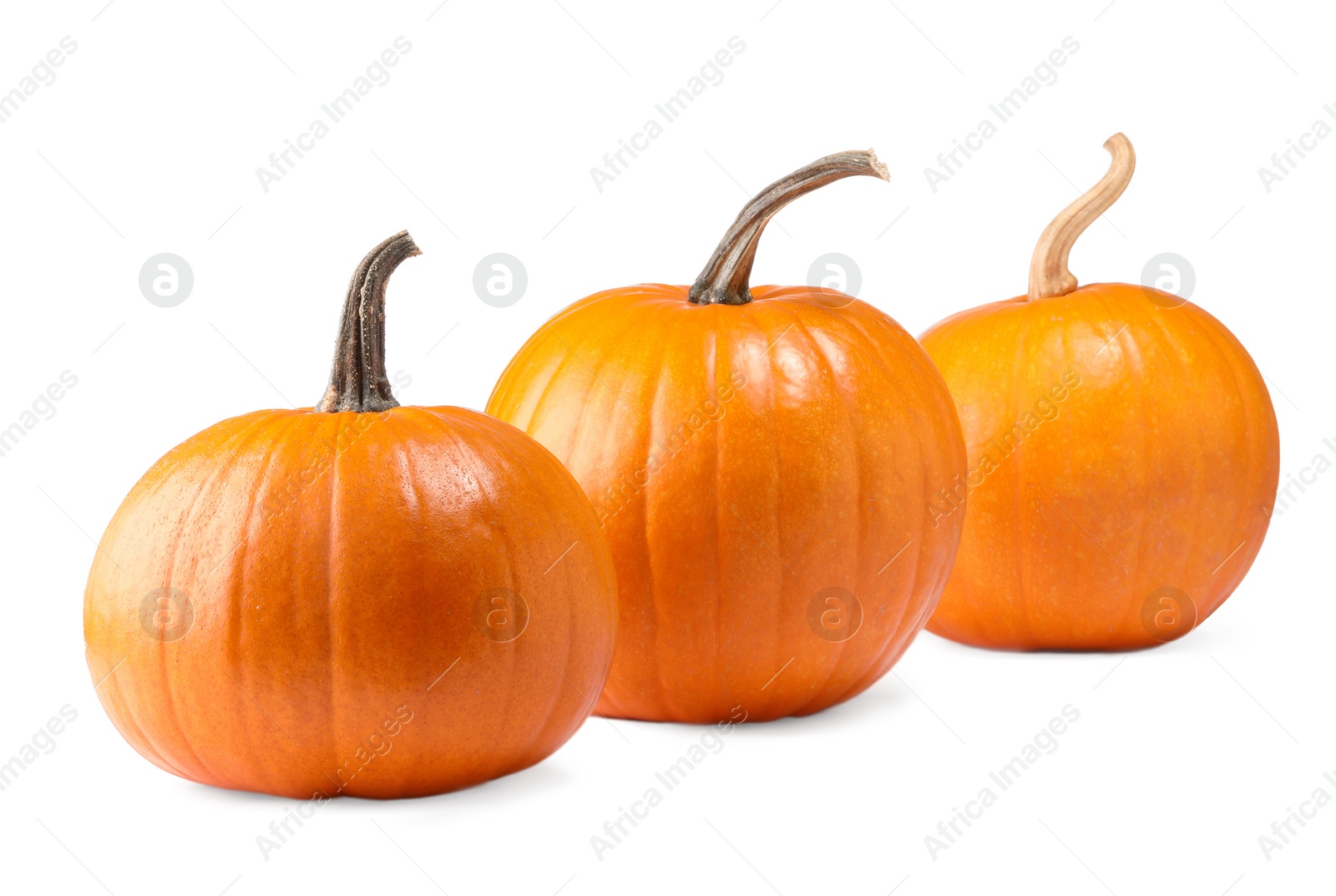 Photo of Many fresh orange pumpkins isolated on white