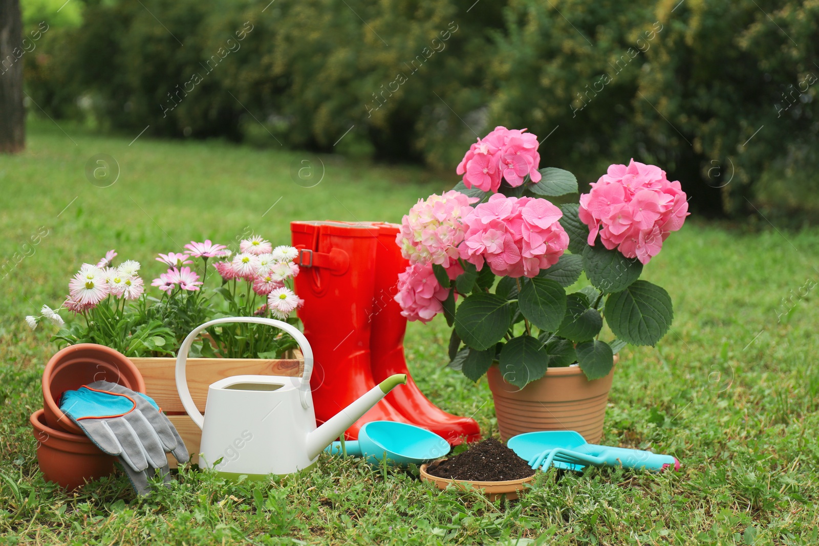 Photo of Beautiful blooming plants, gardening tools and accessories on green grass outdoors