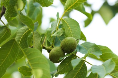 Photo of Green unripe walnuts growing on tree outdoors