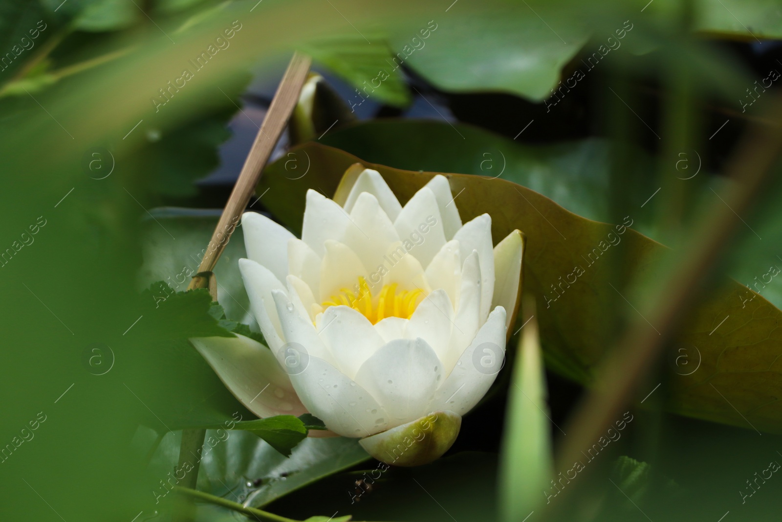 Photo of Beautiful white lotus flower and leaves in pond, closeup