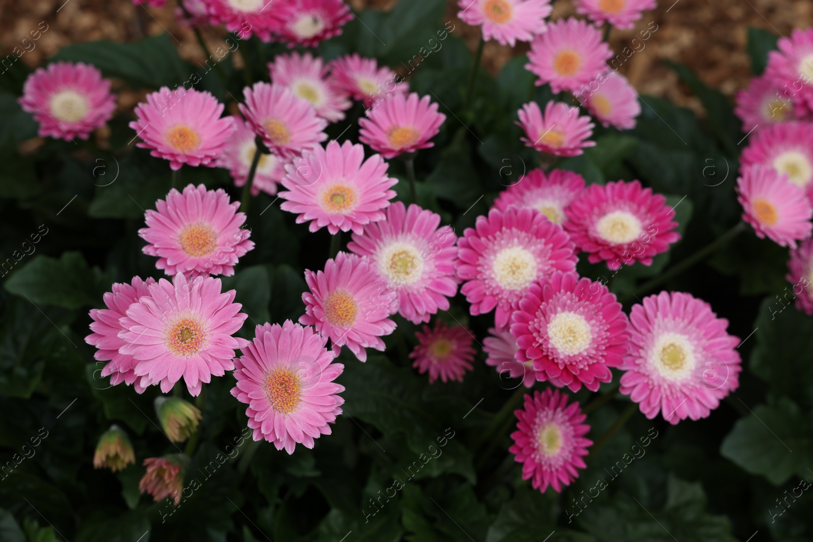 Photo of Gerbera plant with pink flowers outdoors, closeup