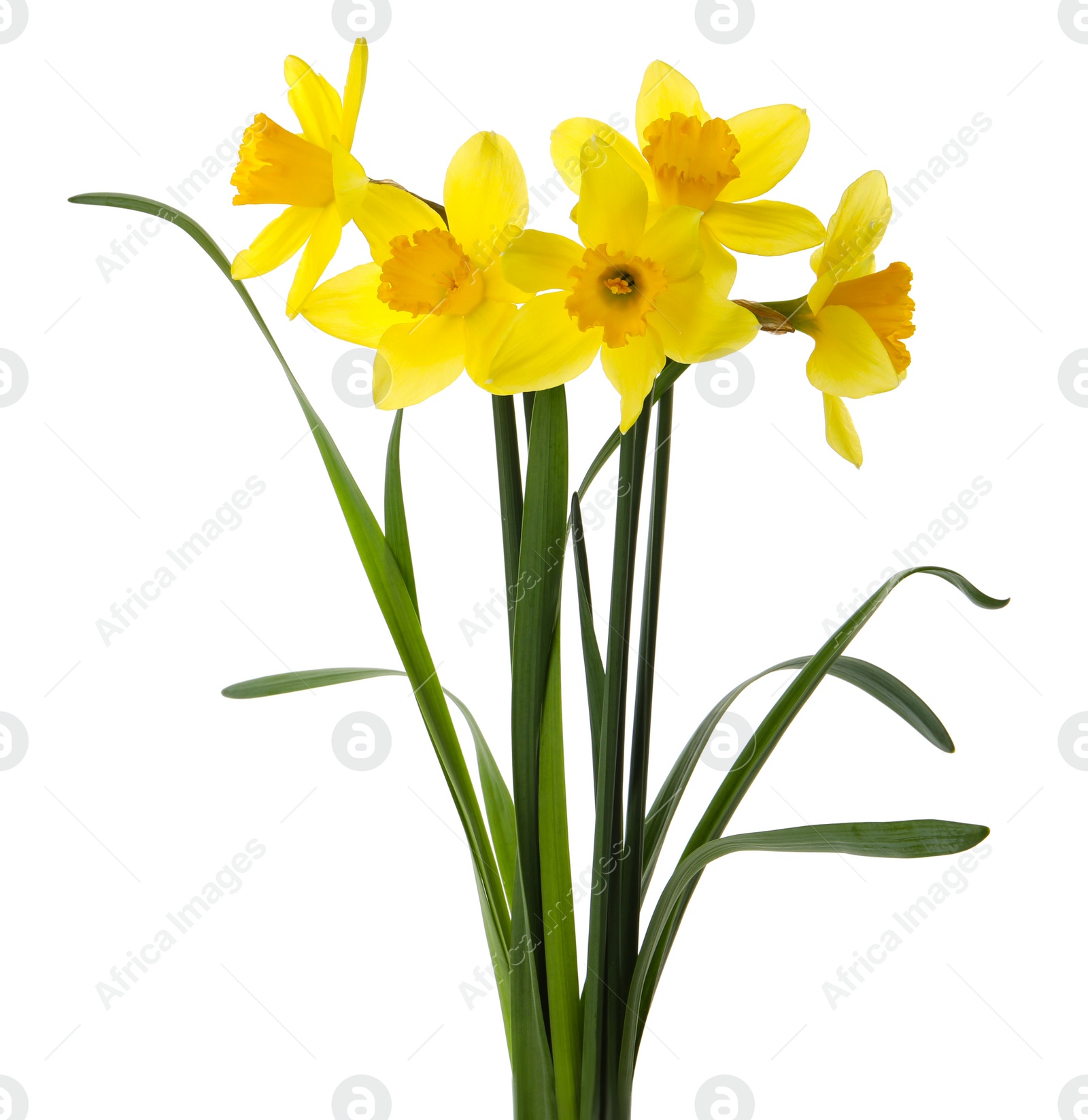 Photo of Beautiful blooming yellow daffodils on white background