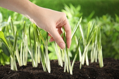 Woman picking wild garlic or ramson in garden, closeup