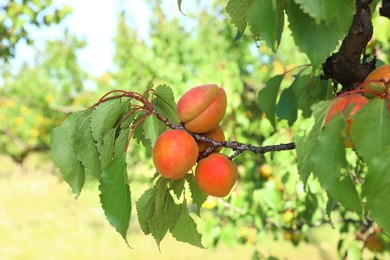 Image of Tree branch with ripening apricots outdoors, closeup