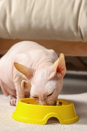 Photo of Cute Sphynx cat eating pet food from feeding bowl at home