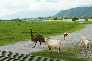 Photo of Beautiful emu bird and goats in safari park