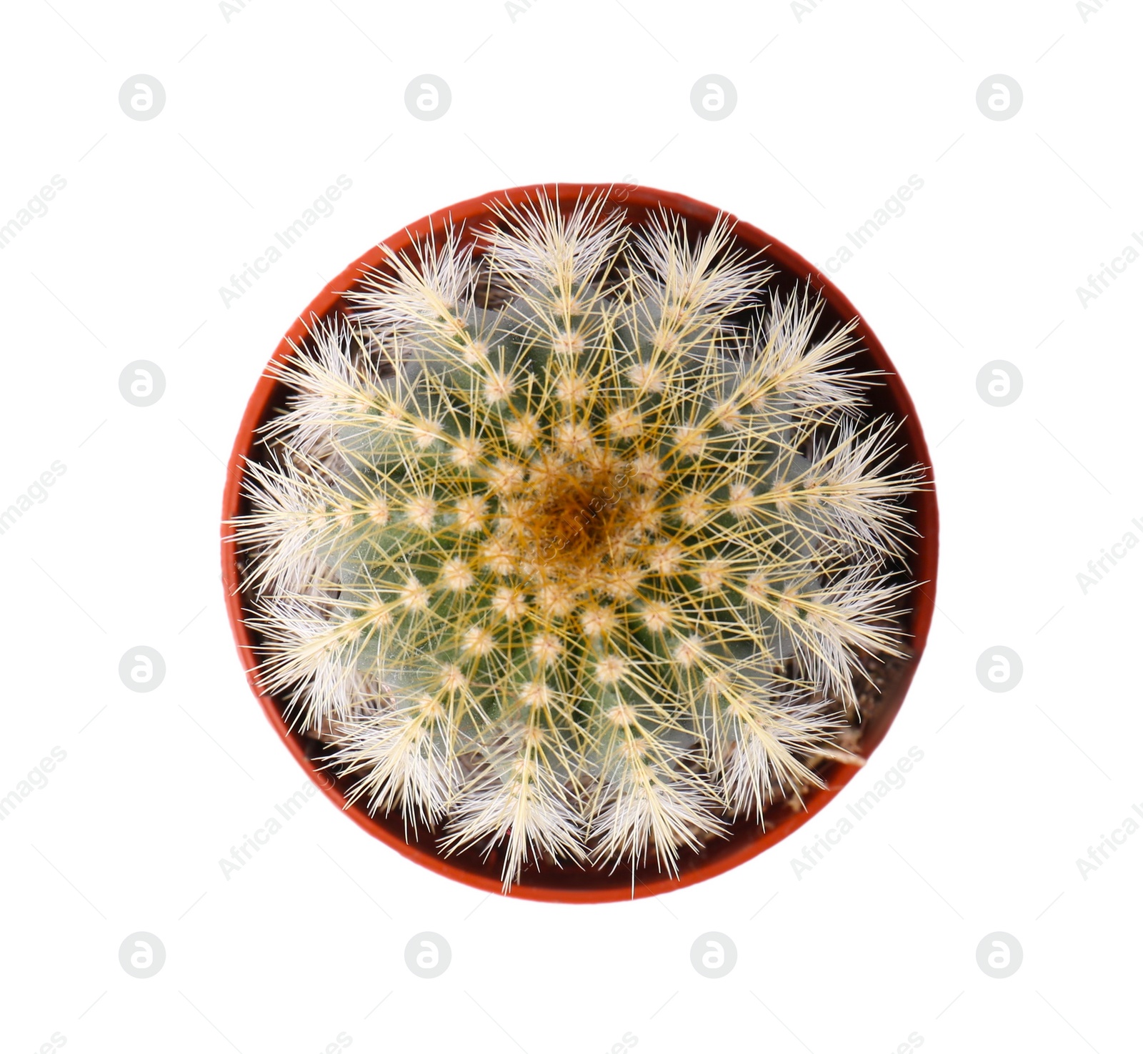 Photo of Beautiful green cactus in pot isolated on white, top view. Tropical plant