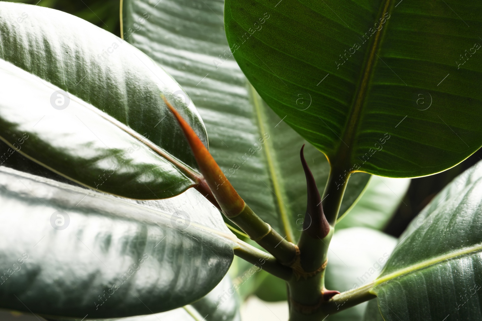 Photo of Ficus with lush leaves, closeup. Tropical plant