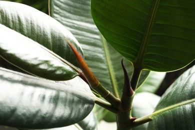 Photo of Ficus with lush leaves, closeup. Tropical plant