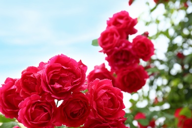 Photo of Beautiful blooming roses in green garden, closeup view