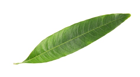 Photo of Fresh green mango leaf on white background