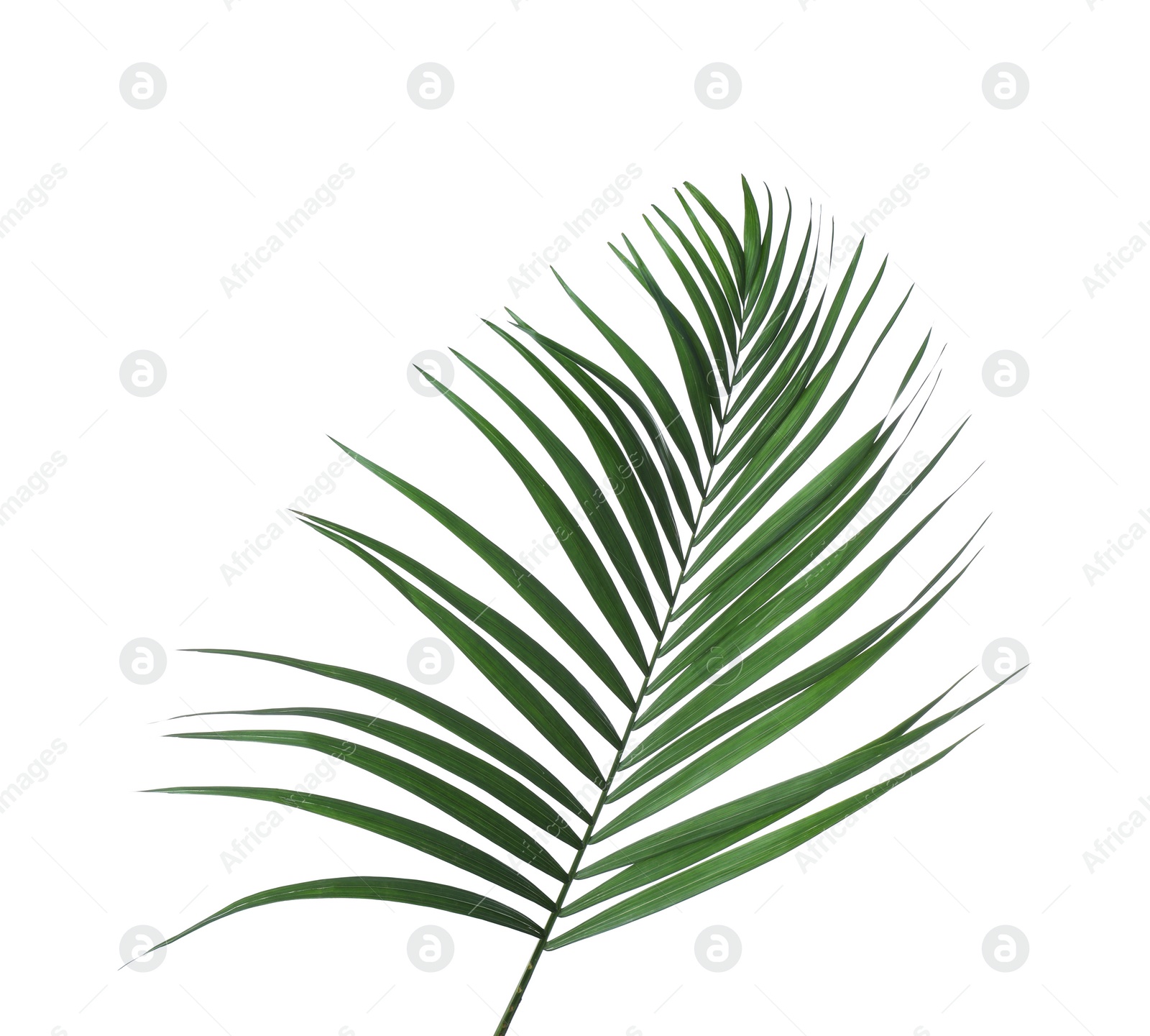 Photo of Beautiful lush tropical leaf isolated on white