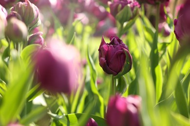 Photo of Beautiful colorful tulips growing in flower bed, selective focus