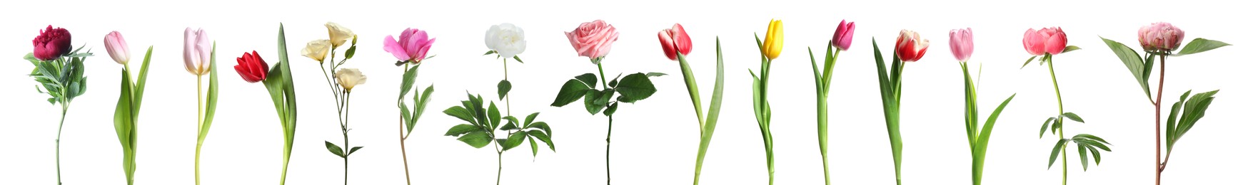 Image of Different beautiful flowers isolated on white, set