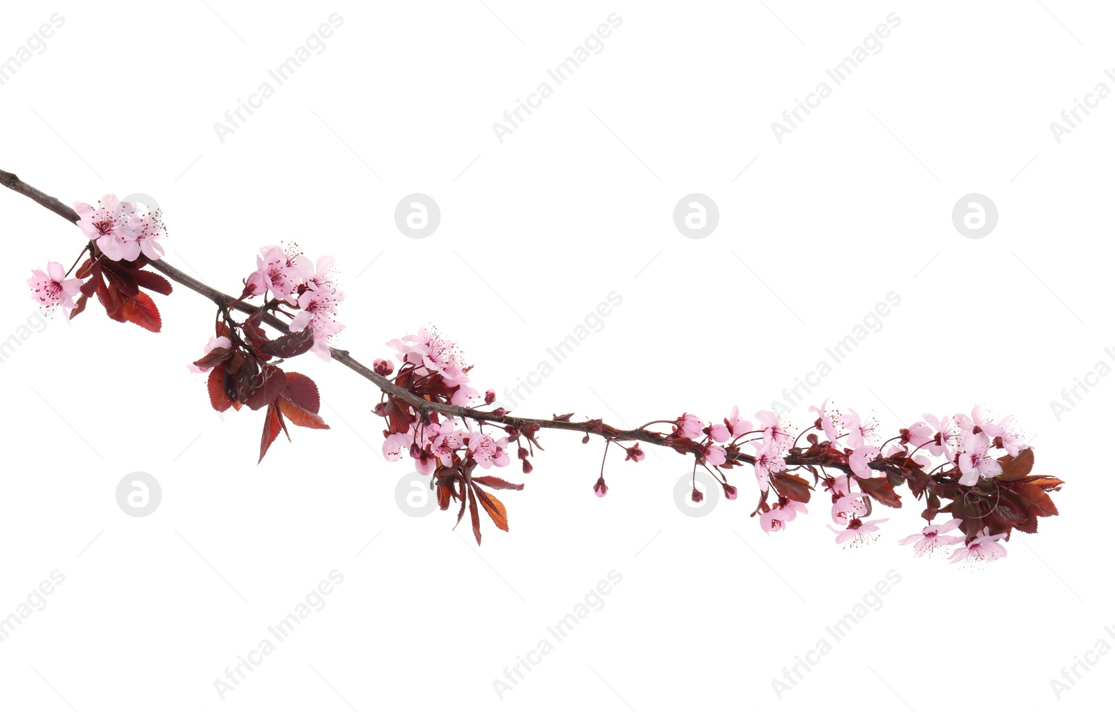 Photo of Spring tree branch with beautiful blossoms isolated on white