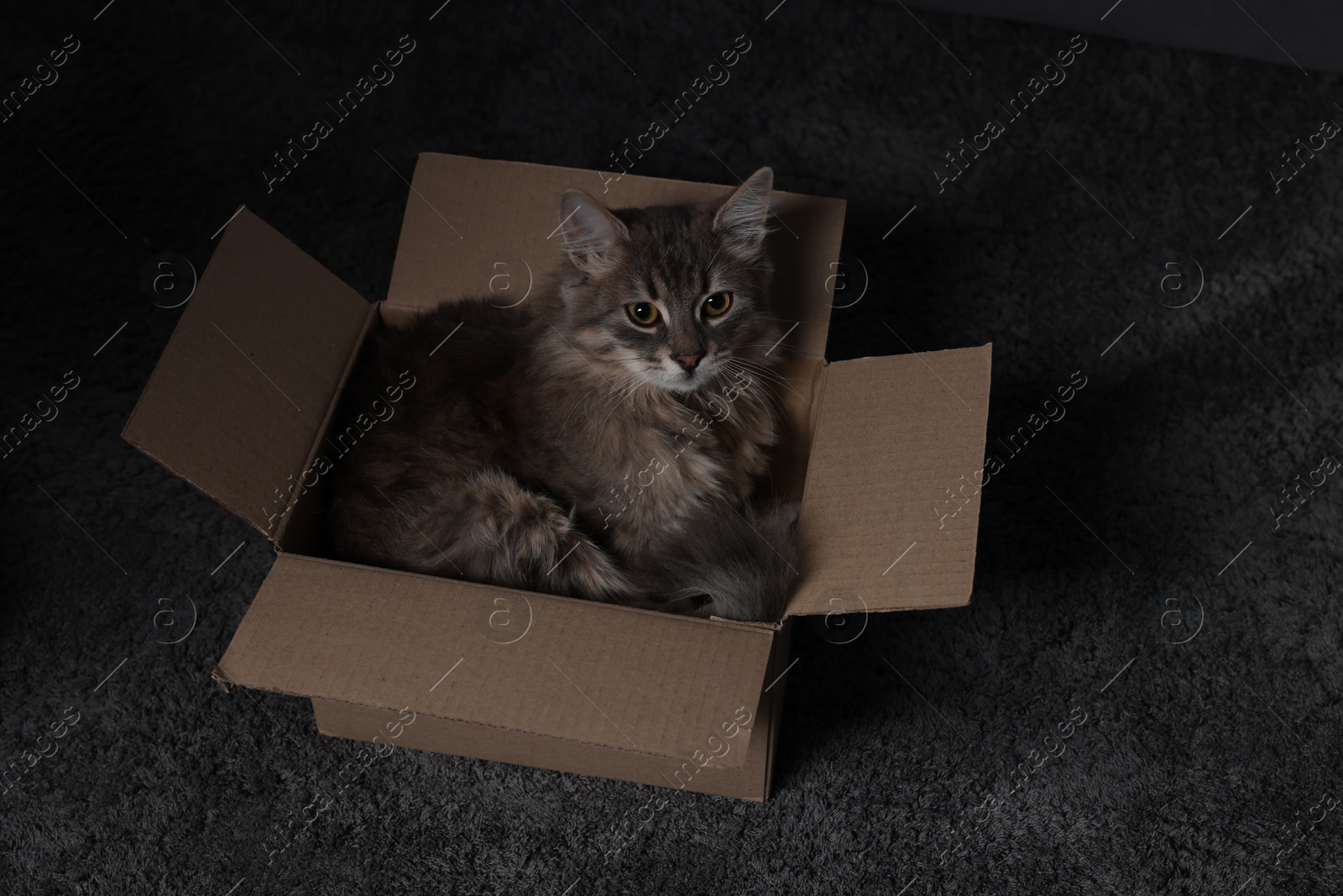 Photo of Cute fluffy cat in cardboard box on carpet, above view