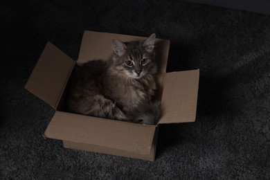 Photo of Cute fluffy cat in cardboard box on carpet, above view