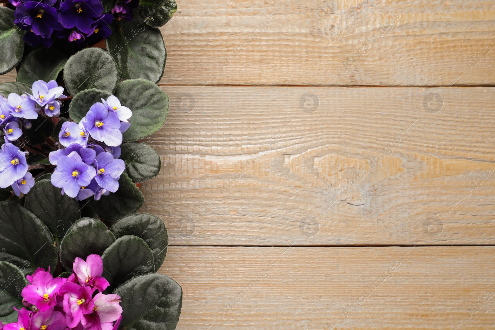 Photo of Beautiful violet flowers on wooden background, flat lay with space for text. Delicate house plants