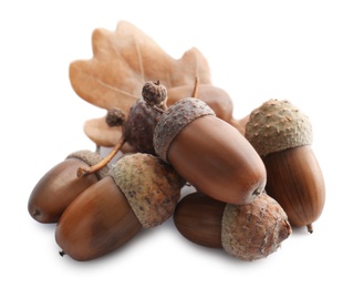 Acorns and oak leaf on white background