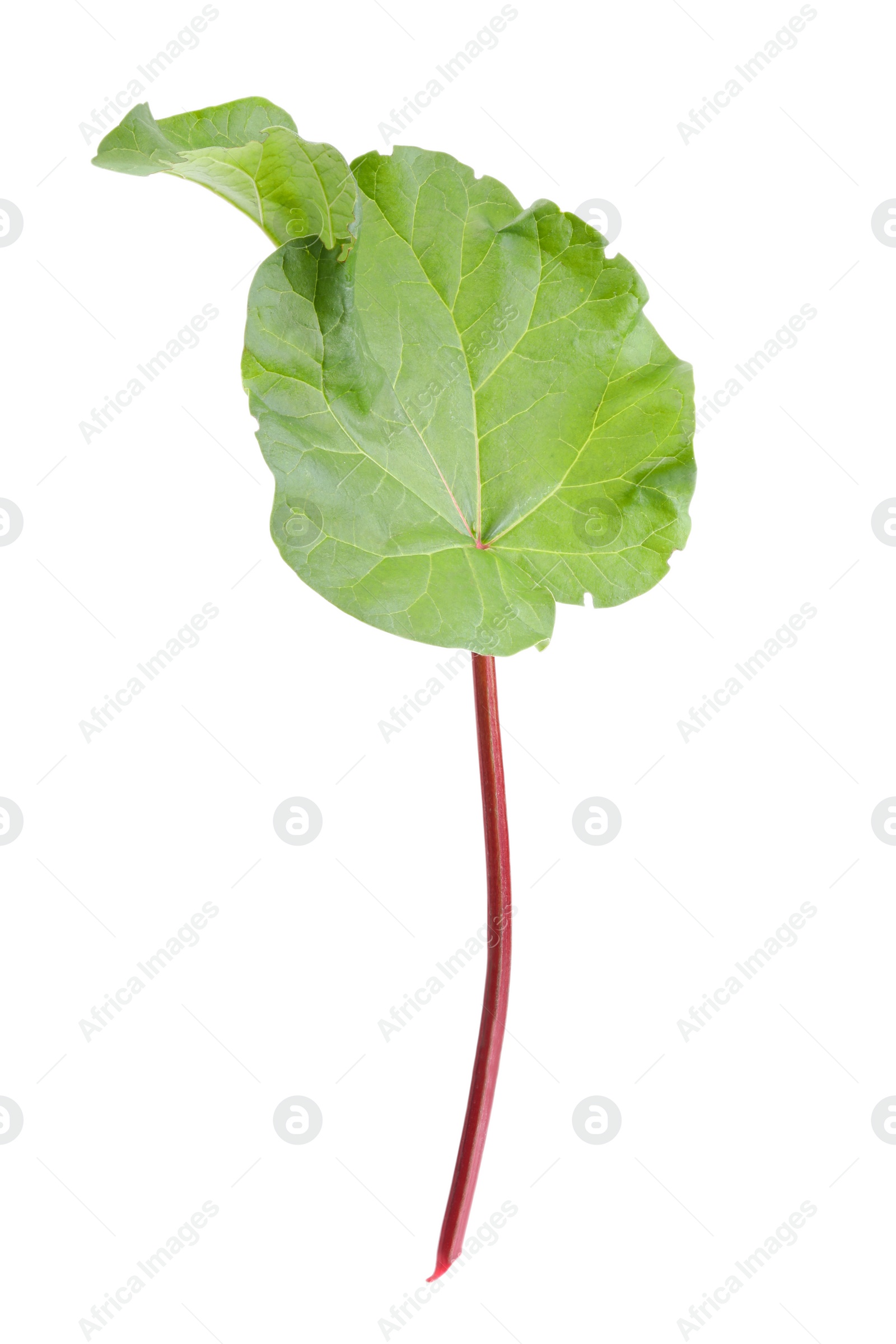 Photo of Fresh rhubarb stalk with leaf isolated on white