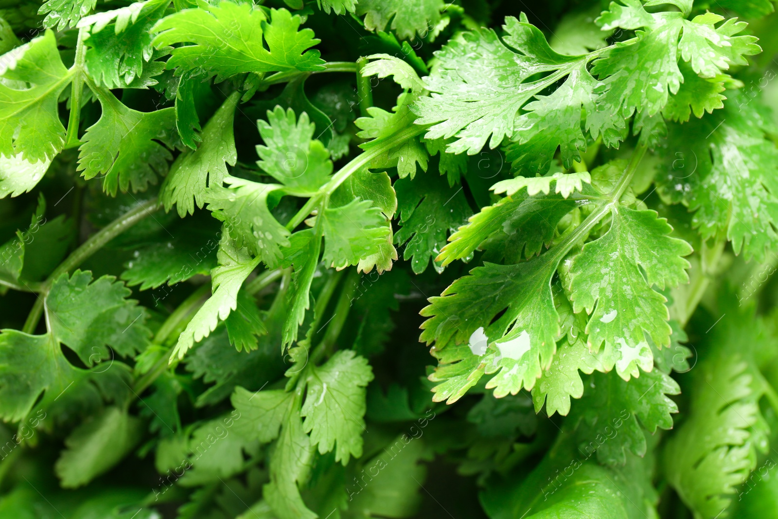 Photo of Fresh green coriander leaves as background, closeup