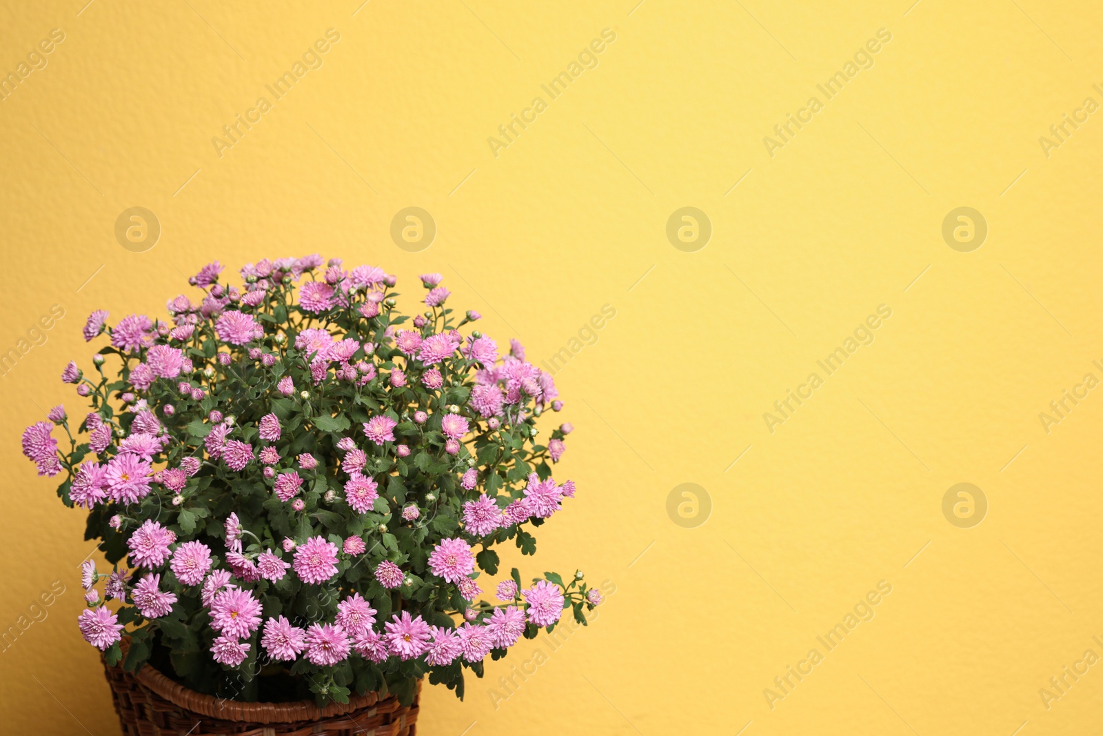 Photo of Basket with fresh pink chrysanthemum flowers on yellow background. Space for text