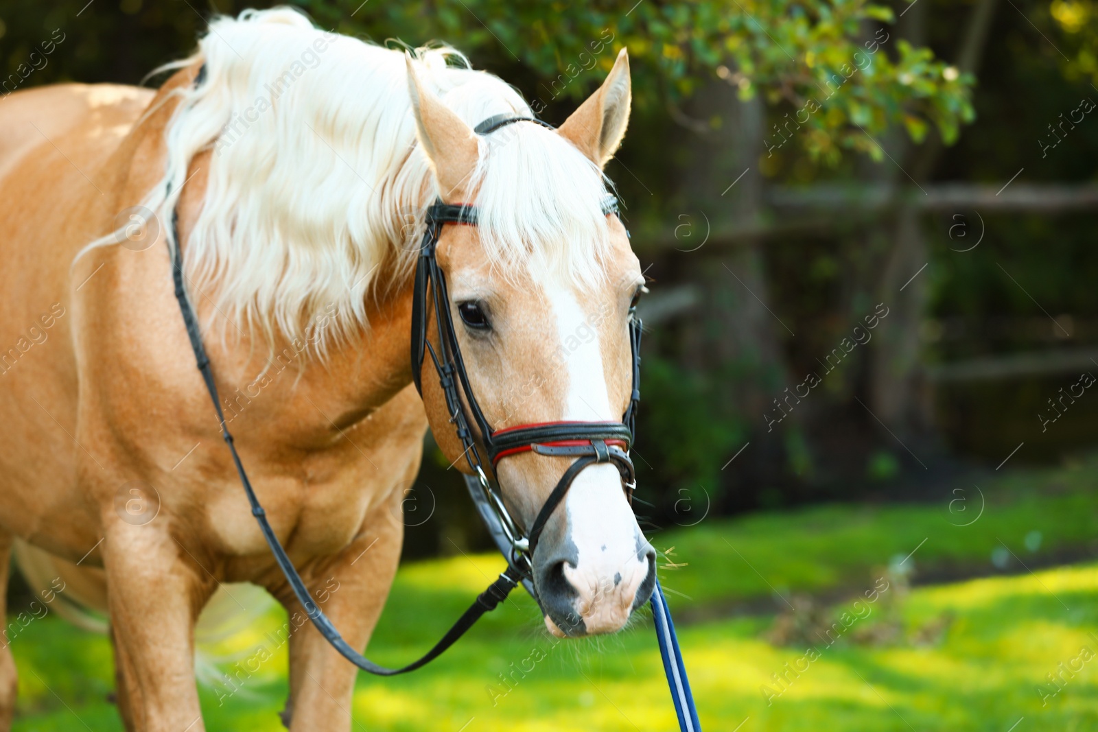 Photo of Palomino horse in bridle outdoors on sunny day