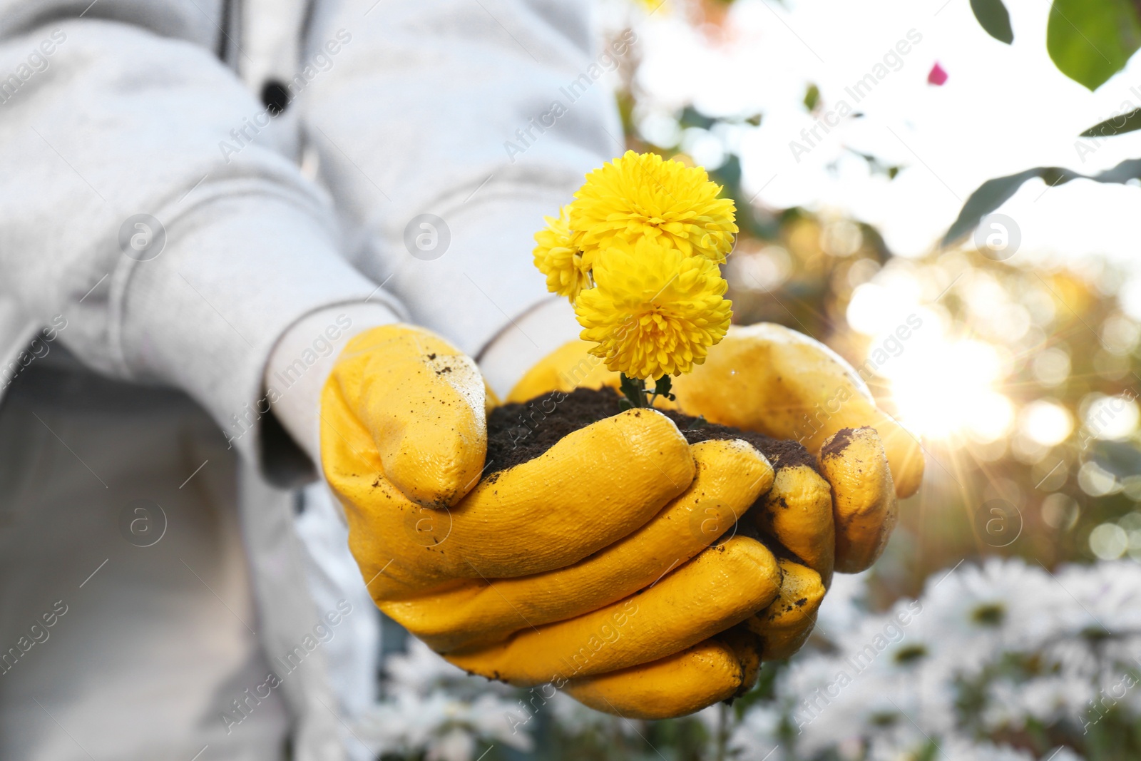 Photo of Woman in gardening gloves holding pile of soil with flowers outdoors, closeup