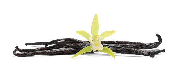 Photo of Vanilla pods and beautiful flower isolated on white