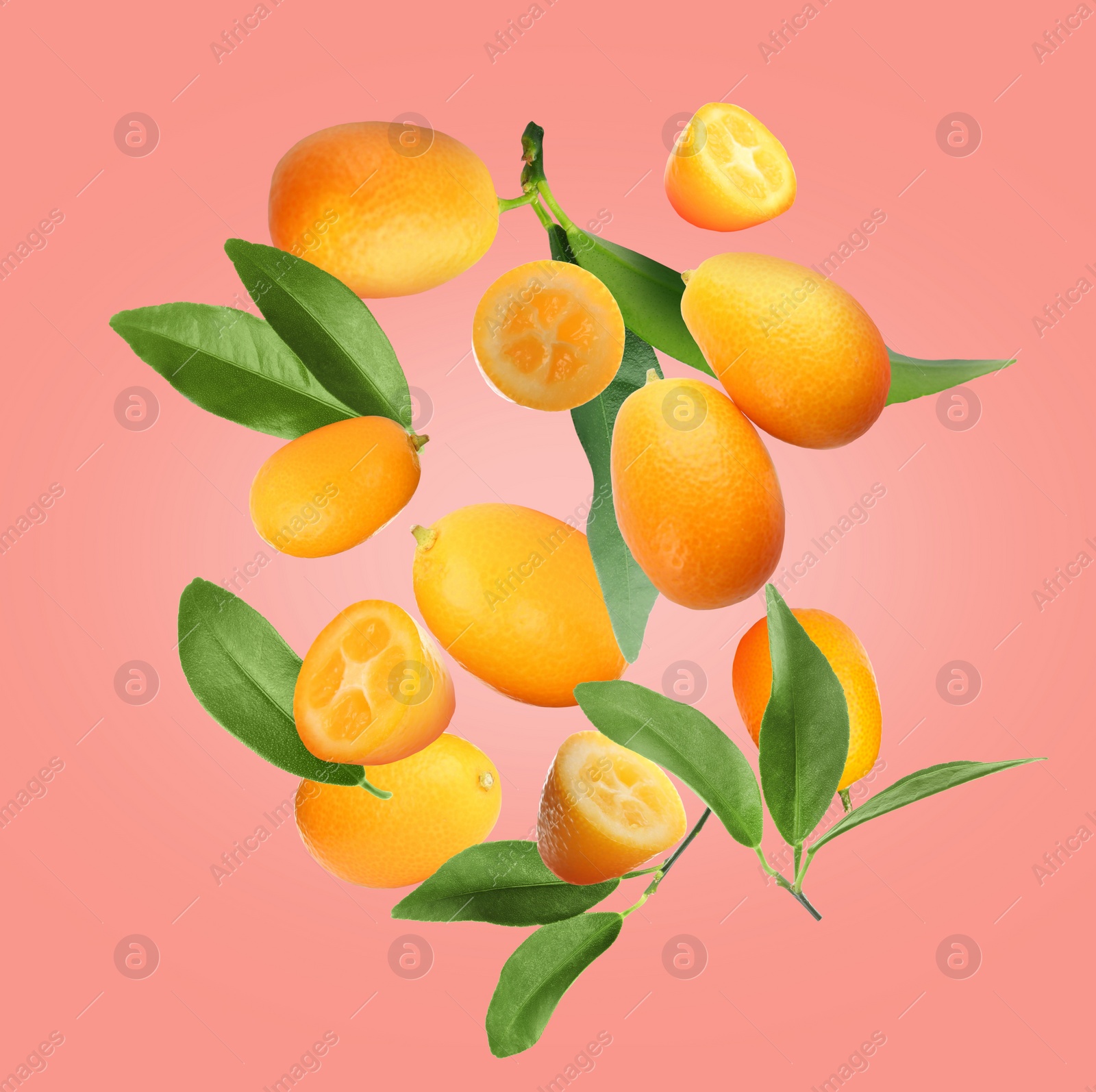 Image of Delicious kumquats and green leaves falling on pink background