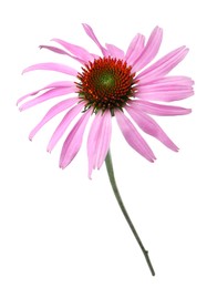 Photo of Beautiful blooming echinacea flower isolated on white