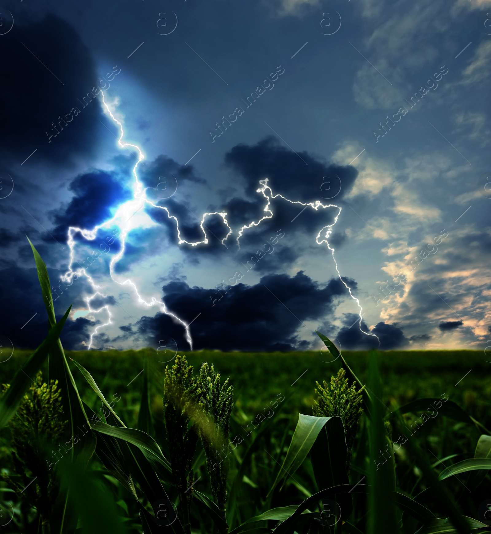 Image of Picturesque thunderstorm over green field. Lightning striking from dark cloudy sky