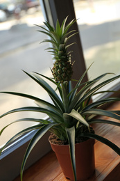 Photo of Pineapple plant on wooden windowsill