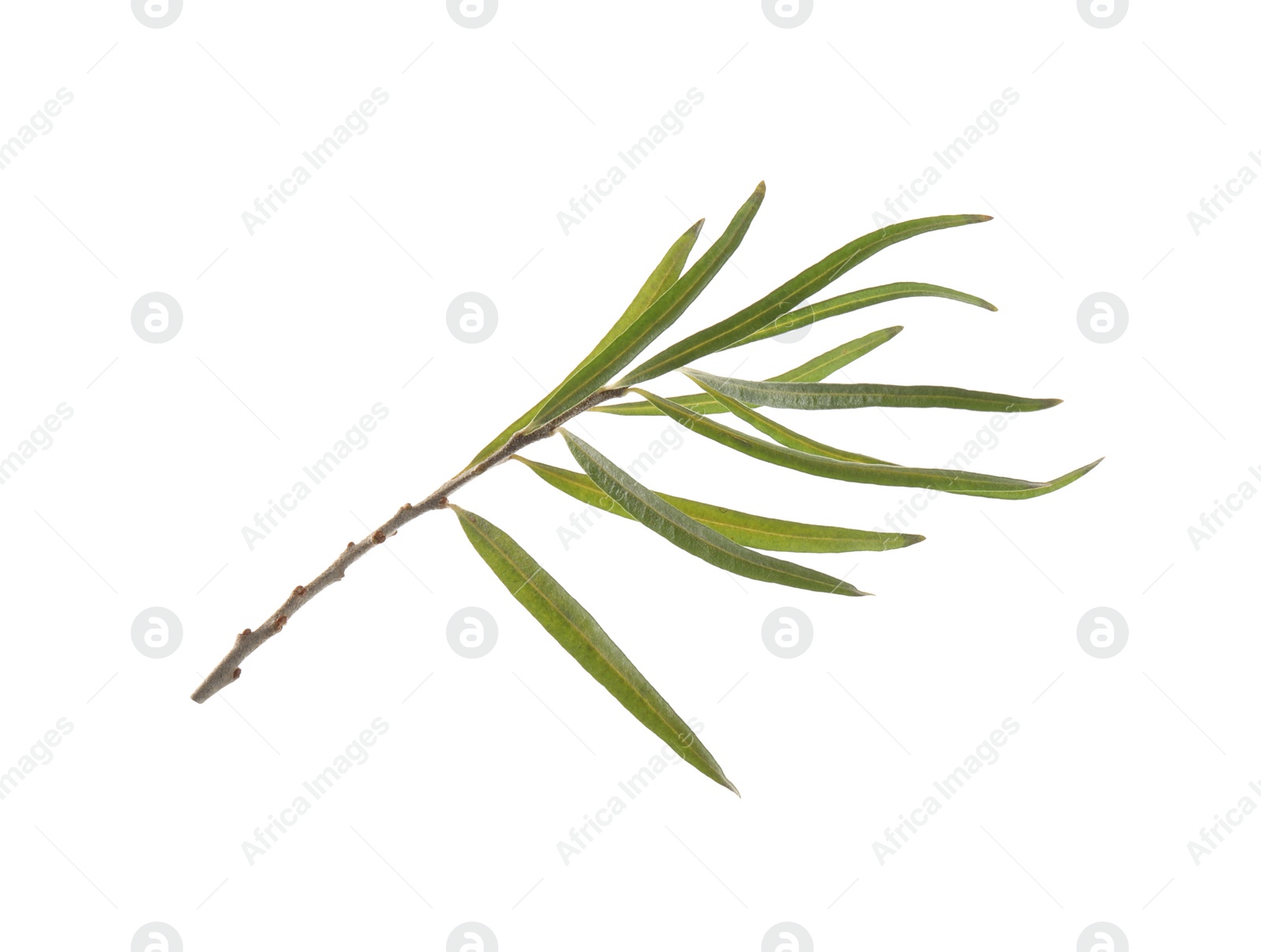 Photo of Sea buckthorn twig with leaves isolated on white