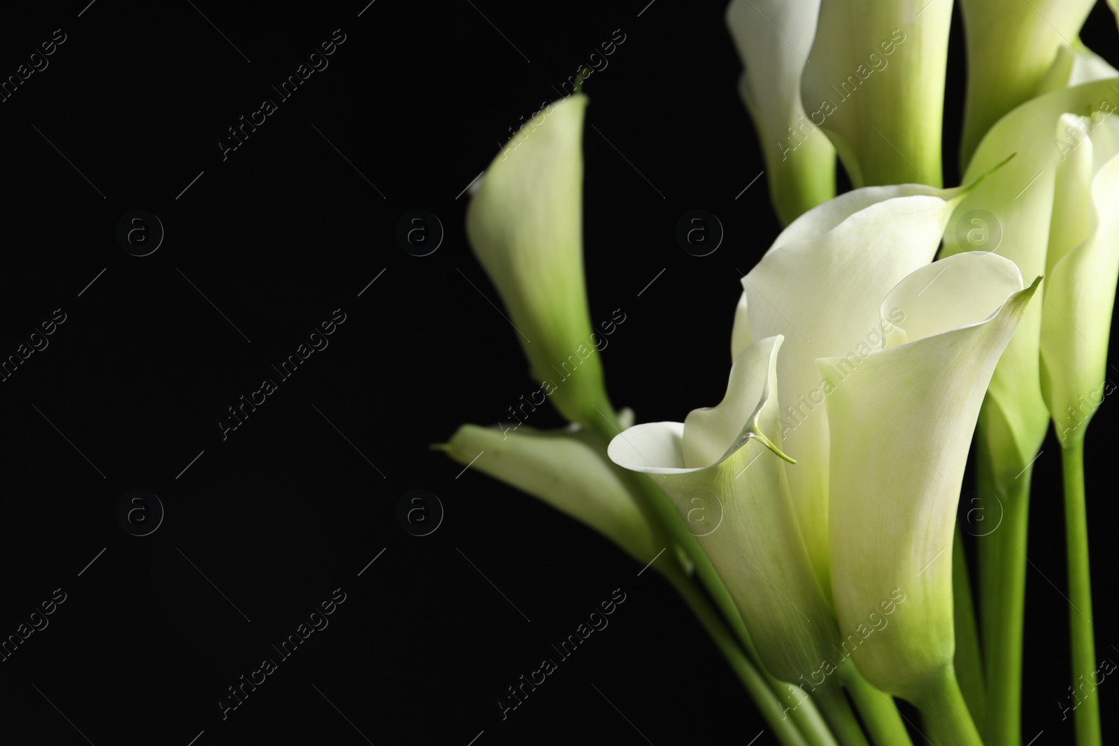 Photo of Beautiful calla lily flowers on black background, closeup. Space for text