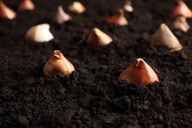Photo of Many tulip bulbs planted in soil, closeup