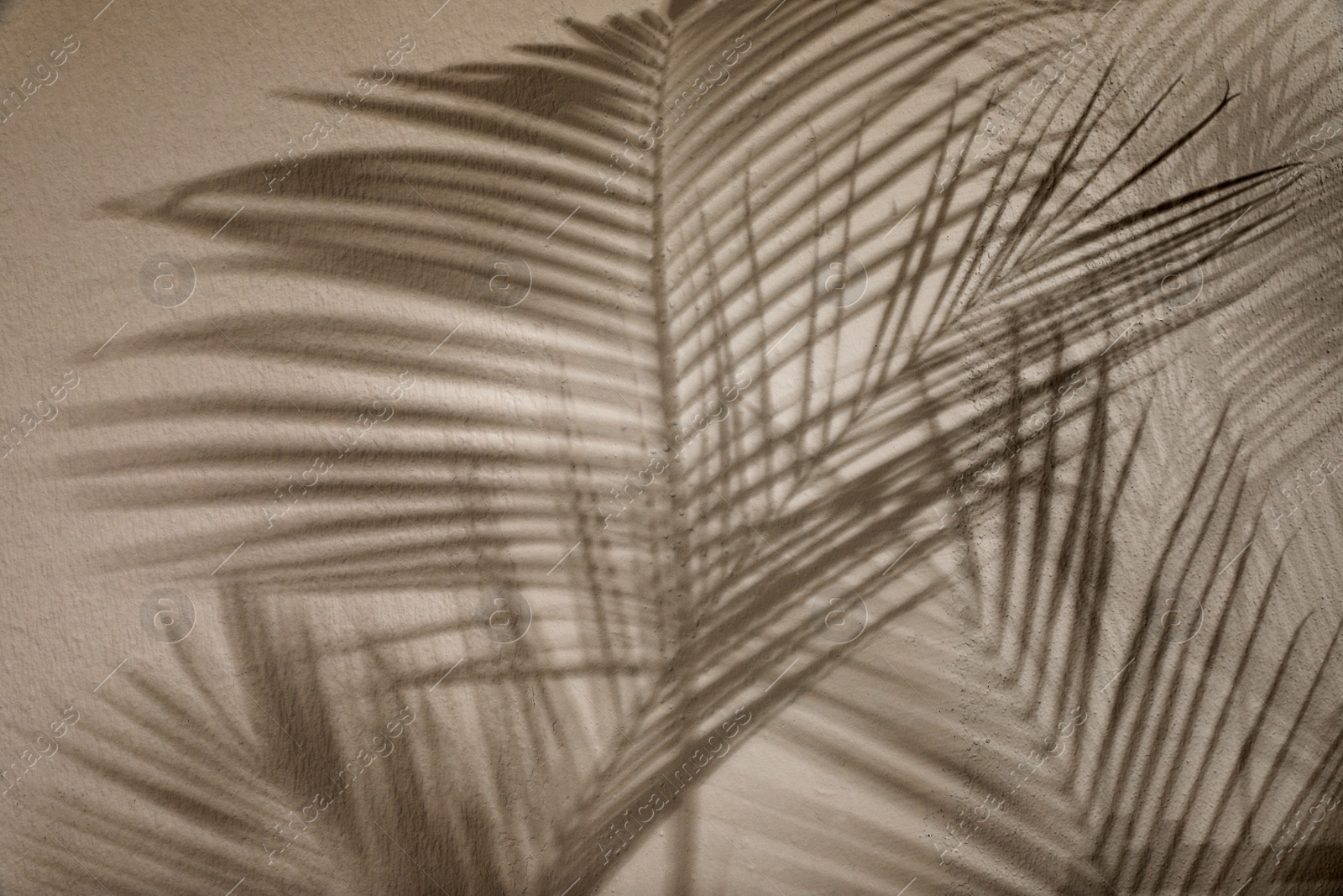 Photo of Shadows of tropical palm branches on light wall